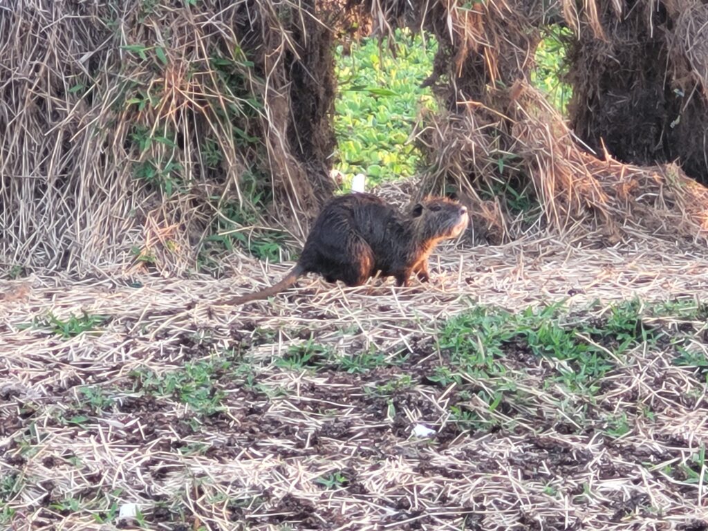 Explorando a fauna na Represa de Guarapiranga